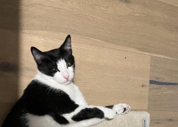 Leo 250414-085417