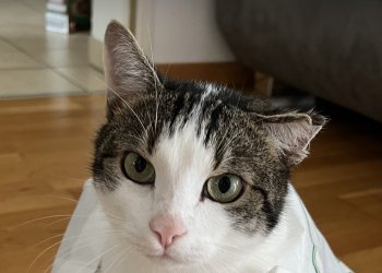Cesar 250511-112104