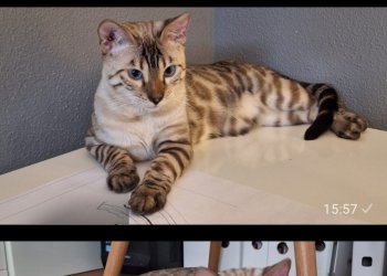 Simba 251005-204551