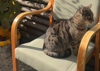 Katzi (Sternchen) 251118-211743