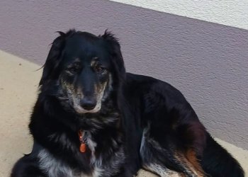 Scandy 260131-142214