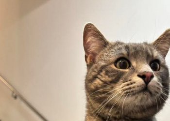 Ronaldo 260201-155515