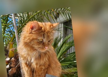 Cookie 260308-110553