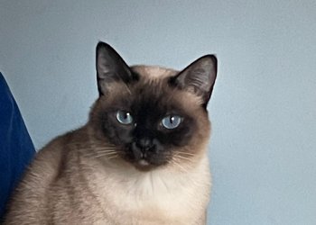 Amicia 260301-173940