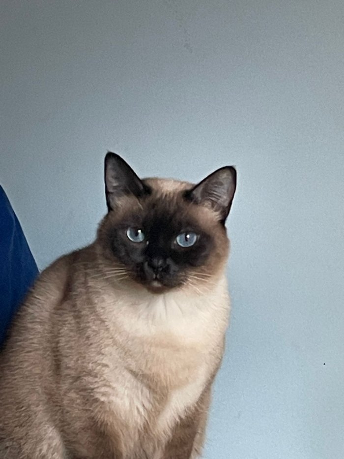 Amicia 260301-173940