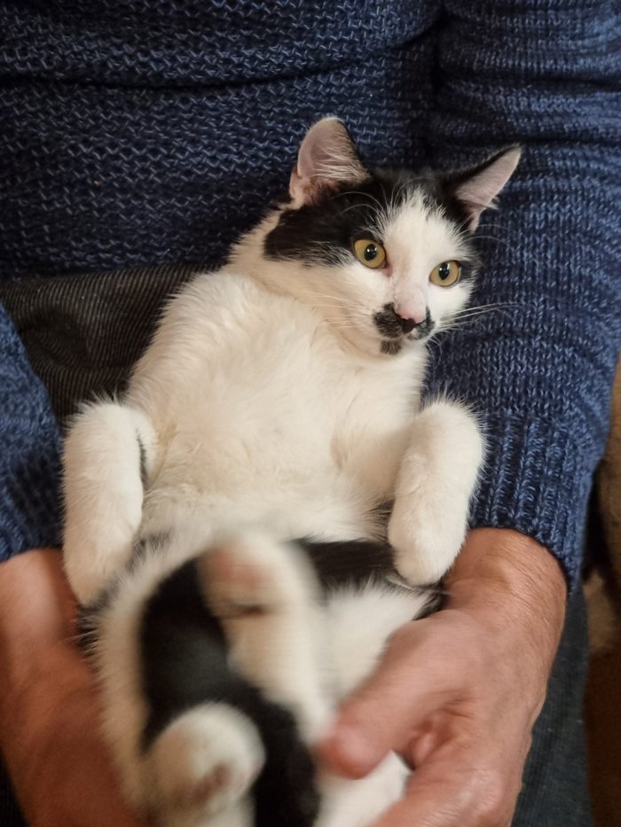 Aramis 250727-175555