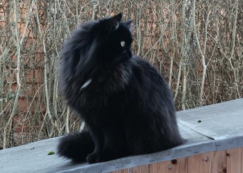 Archie 260122-225626