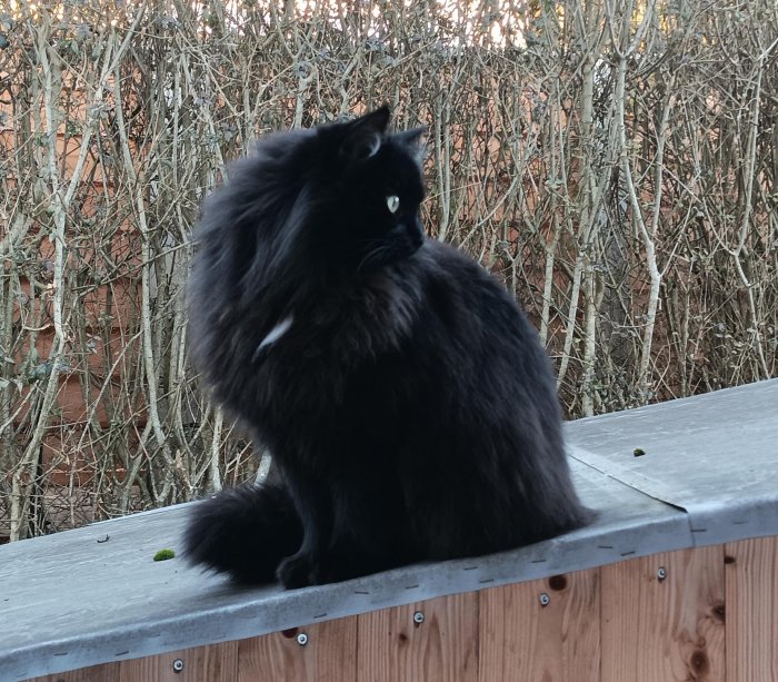 Archie 260122-225626