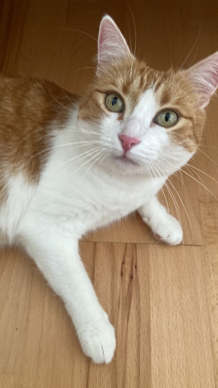 Avocado 250818-102013