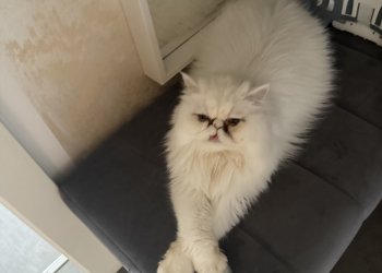 BELLA 260512-093234