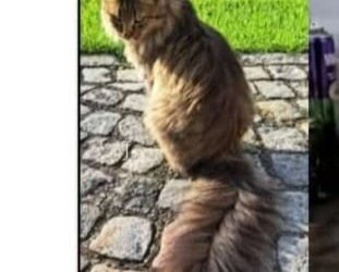 Bärli 260312-165915