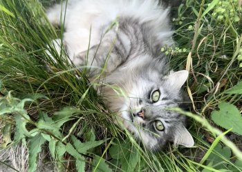 Bärli 260225-085345