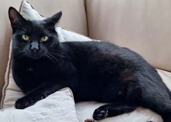 Bagheera 250625-200520