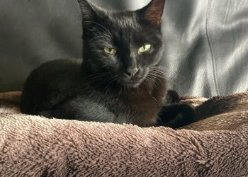 Baucis/Loki (Name laut Chip) 250428-200253