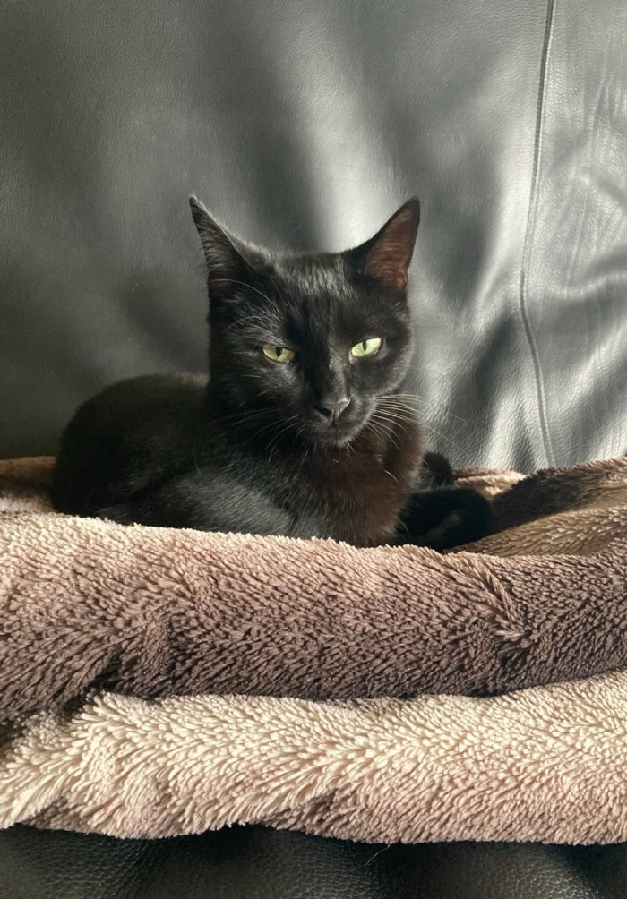Baucis/Loki (Name laut Chip) 250428-200253