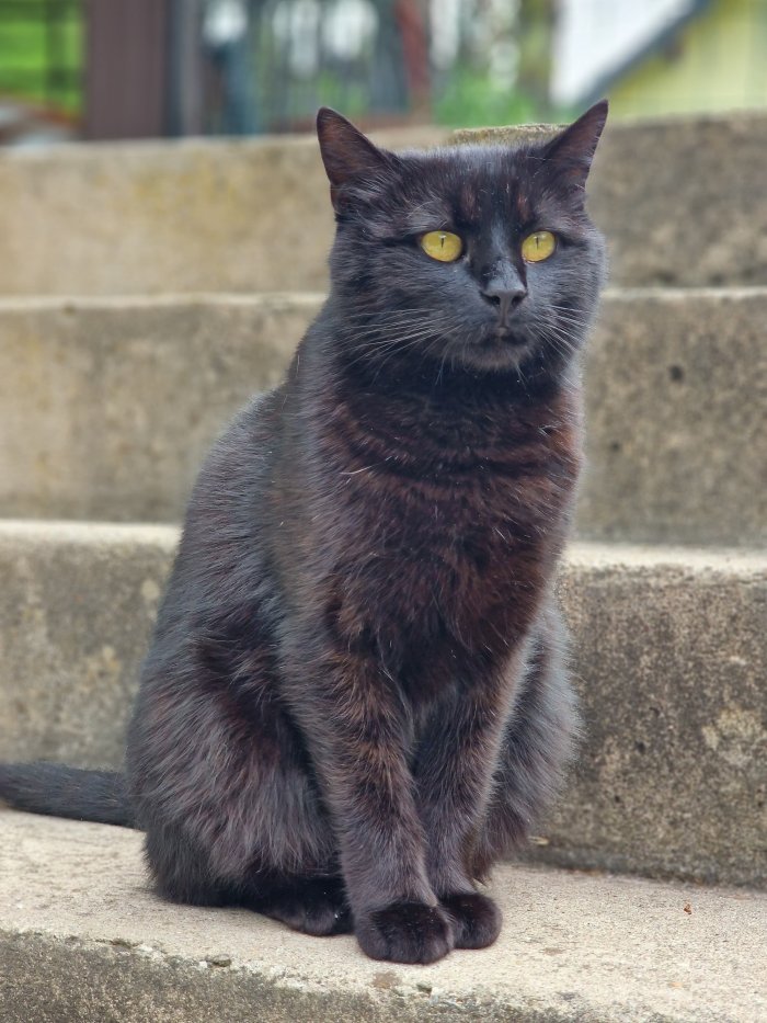 Blacky 250705-213639