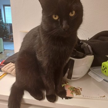 Blacky 251001-133413