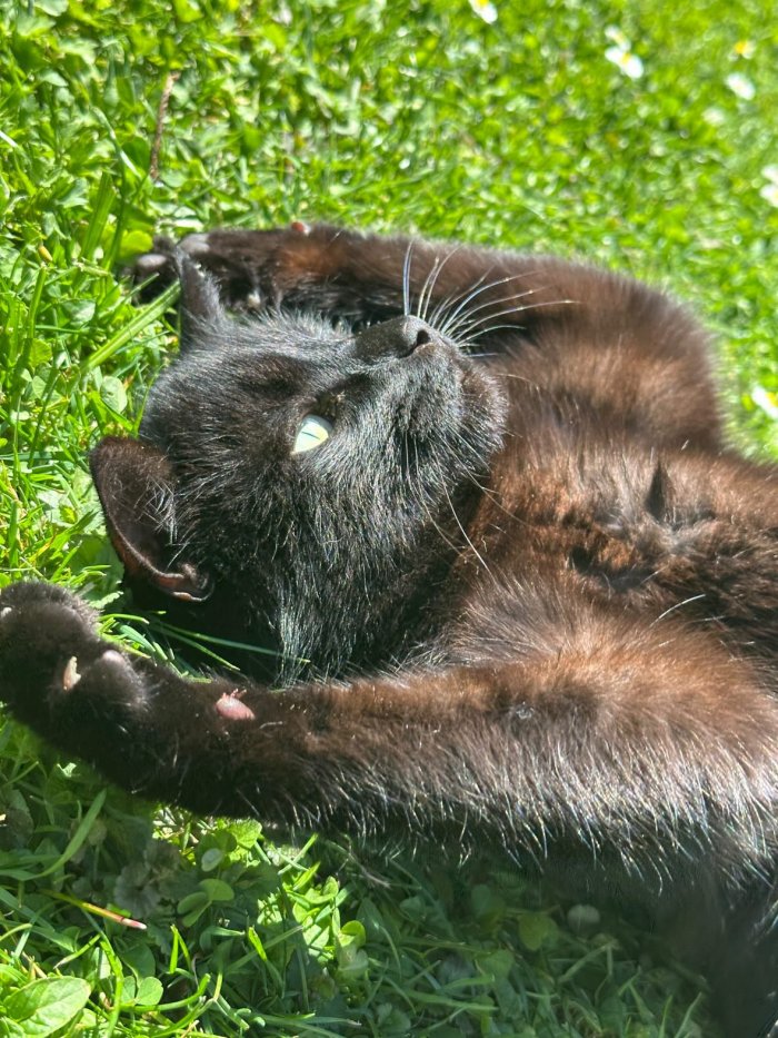 Blacky 250705-213639