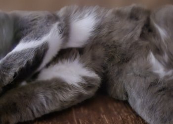 Blacky 251117-184524