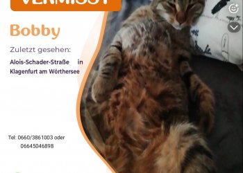 Bobby 250728-095213