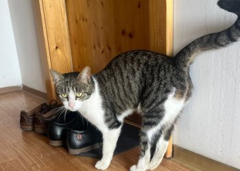 ? Brötchen ?  250614-122609