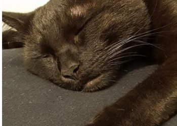 Brownie 260109-085755