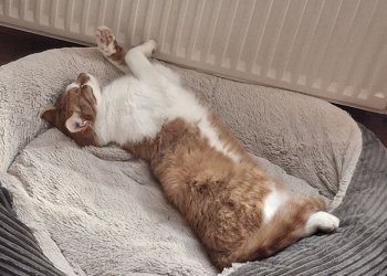 Bubica 251124-120915