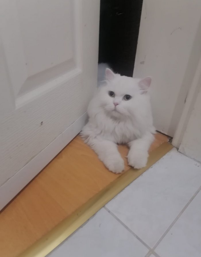 CHARLIE 250926-034434