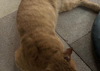 Camillo  251122-105223