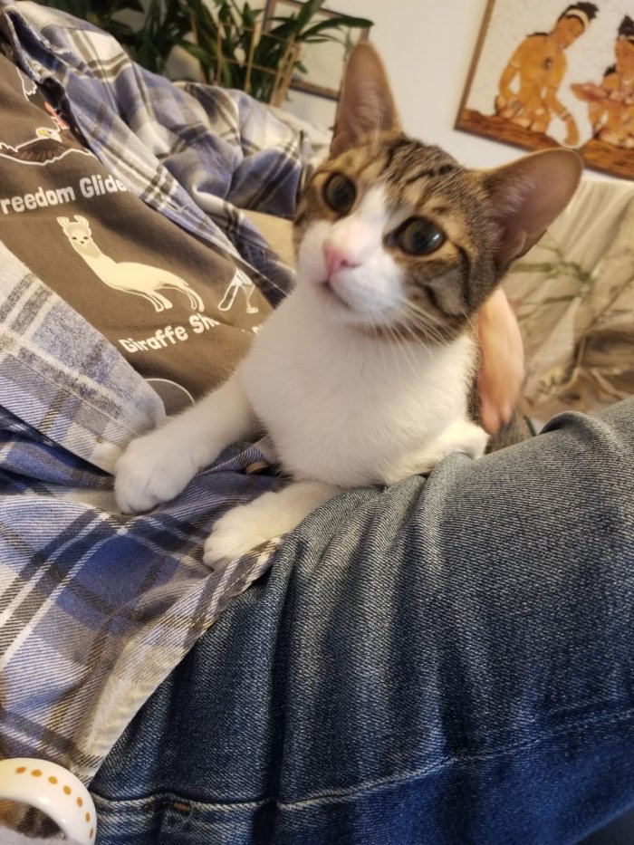 Cappuccino 260224-233707