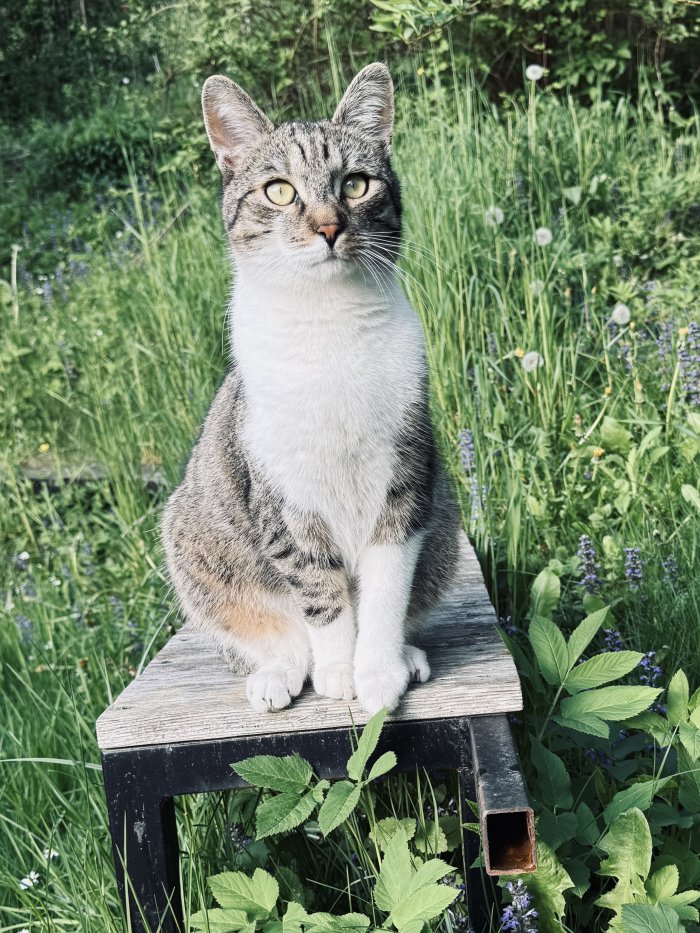 Carlos (Tiger) 251008-123229