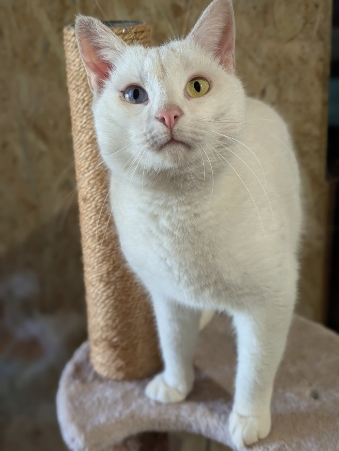 Casali 260108-093314