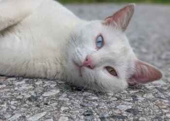 Casali 260108-093314