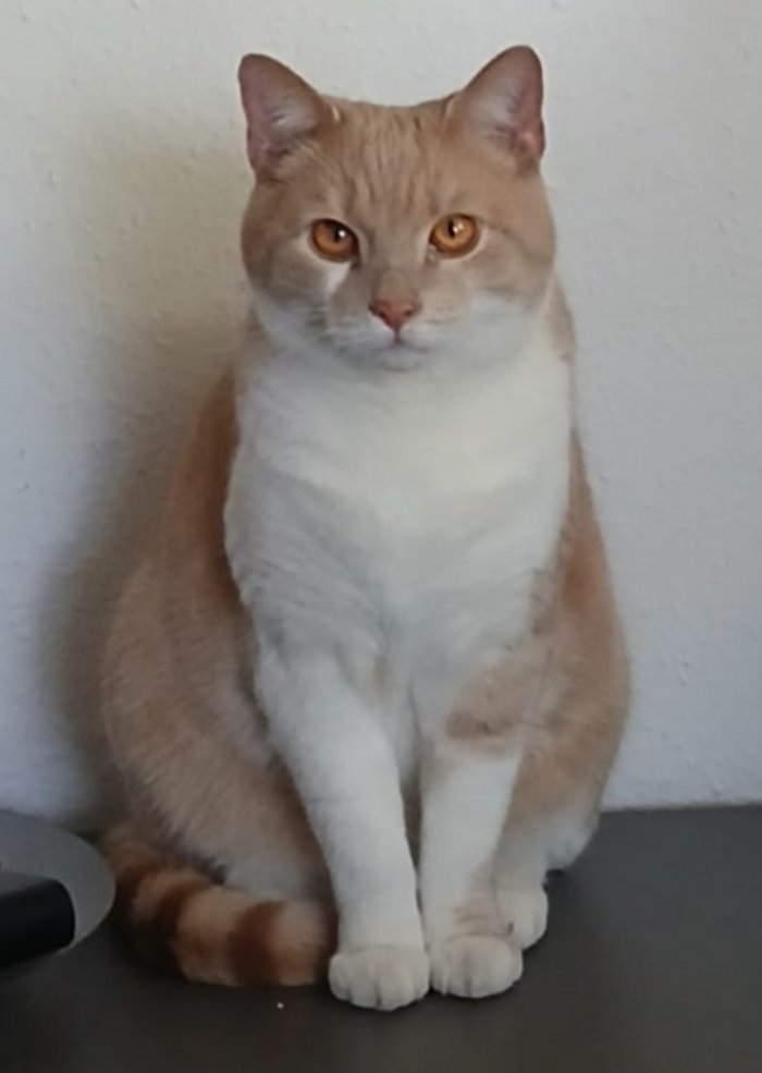 Catnip 250902-111944