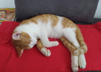 Charlie 250412-164222
