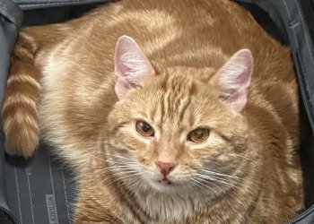 Charlie 260303-145437