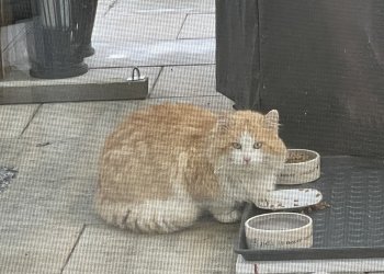 Cherry 251204-203251