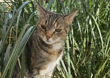 Chicca 250527-120521