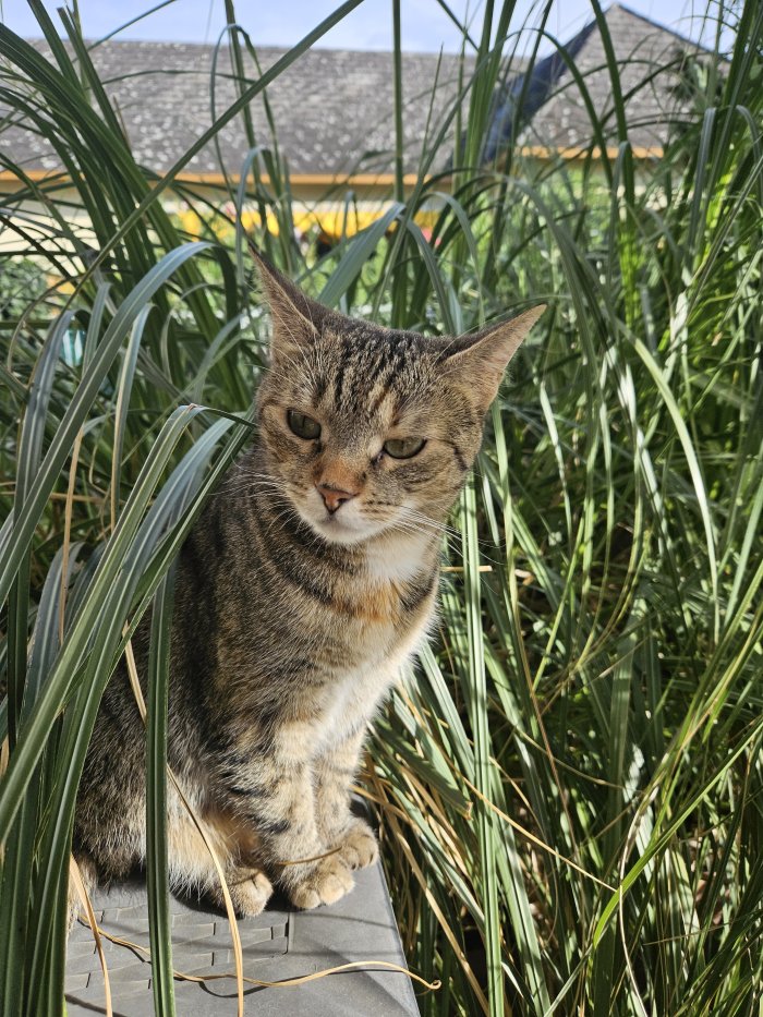 Chicca 250527-120521