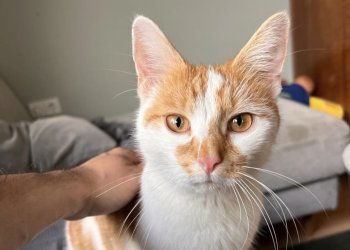 Chico  250708-121522