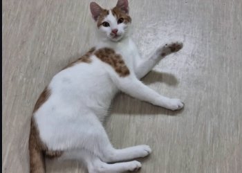 Chilli  251230-221556