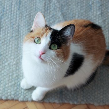 Cookie 250409-212711
