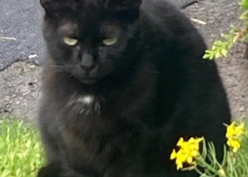 Cookie 251224-174822