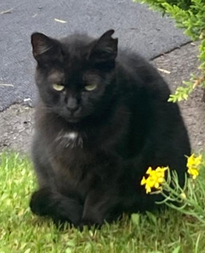 Cookie 251224-174822