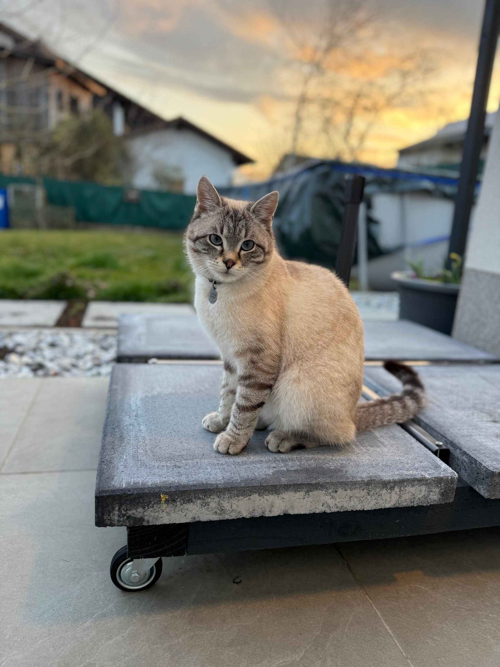 Cookie 251215-131423