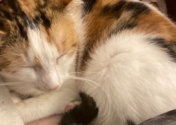 Cookie 260417-222945