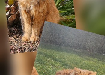 Cookie 260308-110553