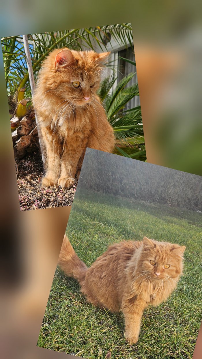 Cookie 260308-110553