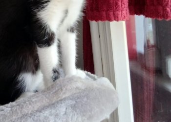 Cookie 260317-212557