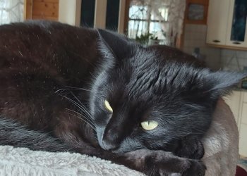 Crowley  260312-000031